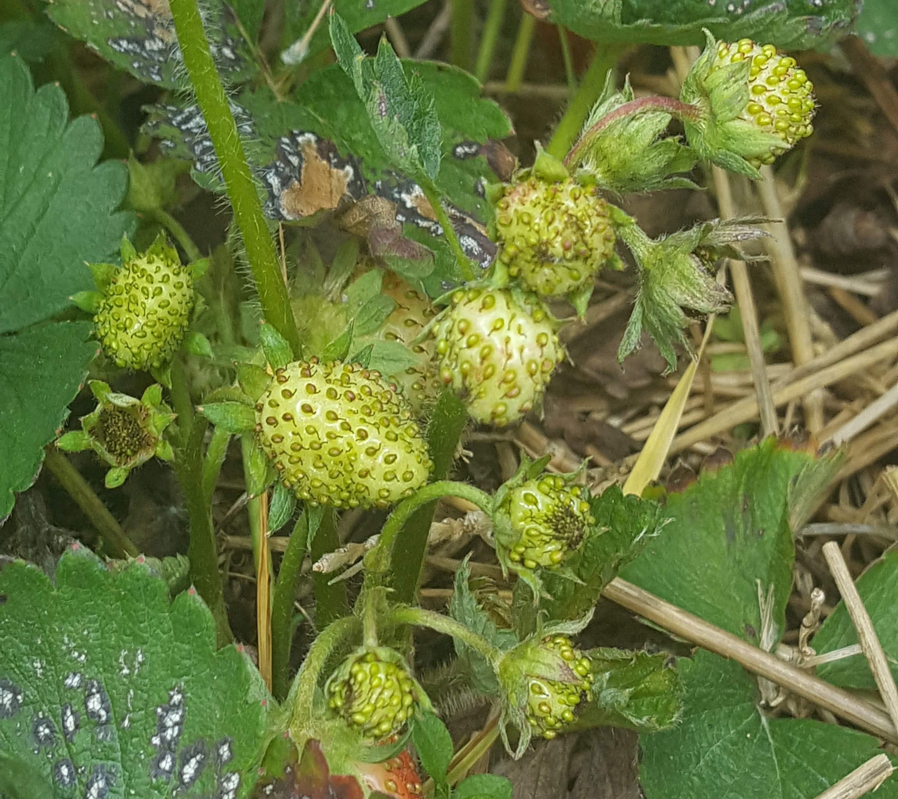 misshapen strawberries TPB (1)